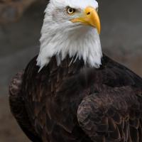 جابر اسفندیارپور