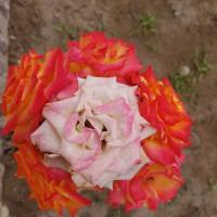 آسیه موهبتی