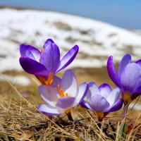 فرزانه سادات موسوی