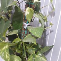 شهربانو فیروزنیا