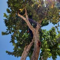 ابوالفضل کوثری