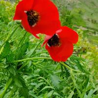 هادی ایمانی