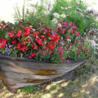 مدینه امیری