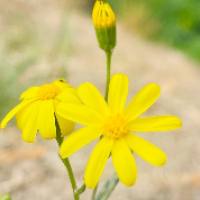 ‌ کوشکی