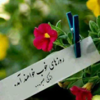 گل یاس
