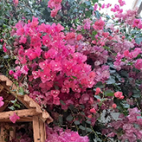 فاطمه سلطانی