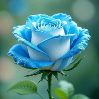 زهره چوبکیان