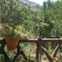 محبوبه