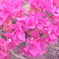 عسل