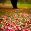عاطفه شهیکی