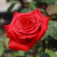 عفت فروغی