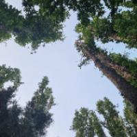 ابراهیم مرادی